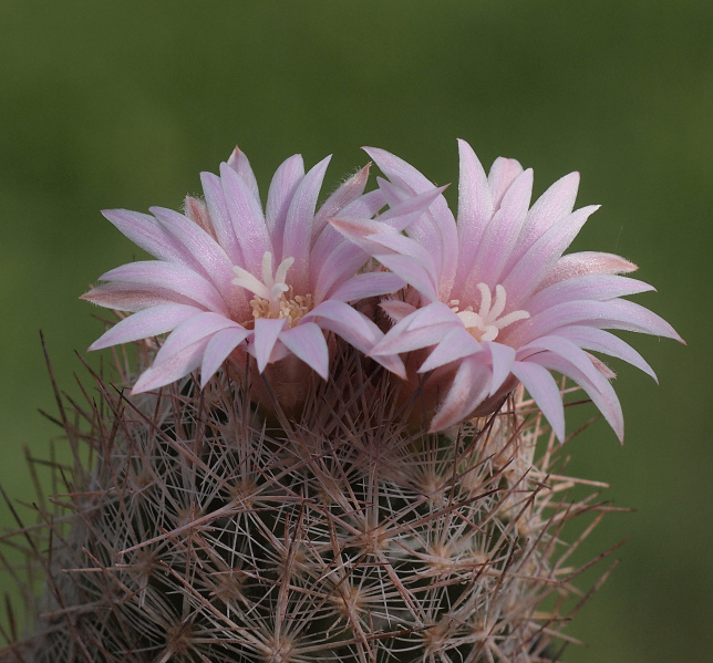 Файл:Escobaria chihuahuensis ssp. chihuahuensis 01.jpg