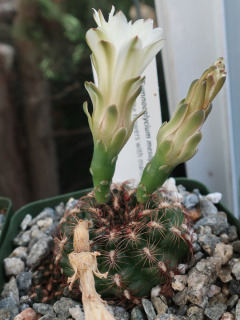 Gymnocalycium mesopotamicum 70.JPG