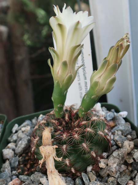 Файл:Gymnocalycium mesopotamicum 70.JPG
