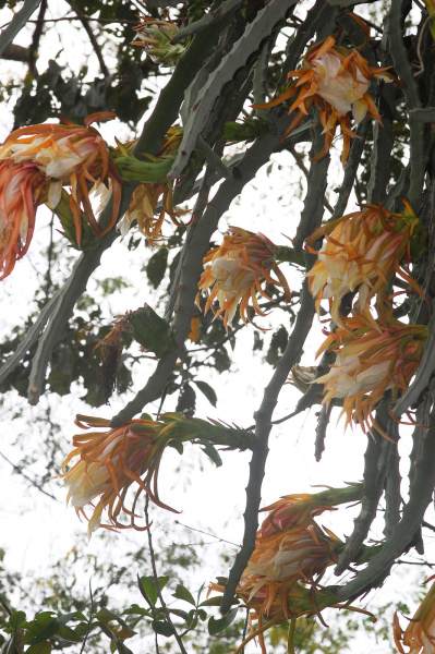 Файл:Hylocereus monacanthus.jpg