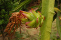 Hylocereus stenopterus