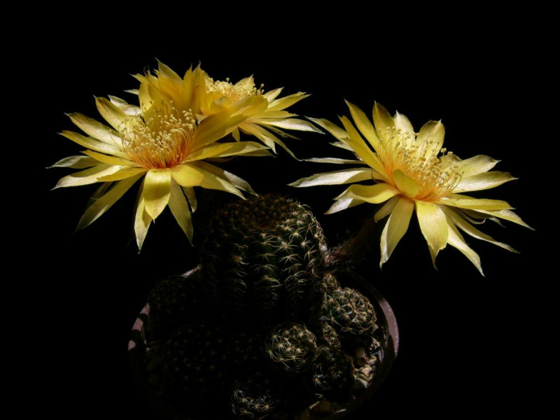 Файл:Lobivia arachnacantha 3.jpg