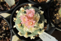 Lophophora fricii Е.jpg