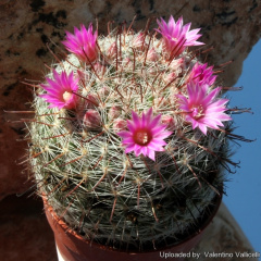 Mammillaria guillauminiana 5945.jpg