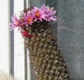 Mammillaria sheldonii-3.JPG
