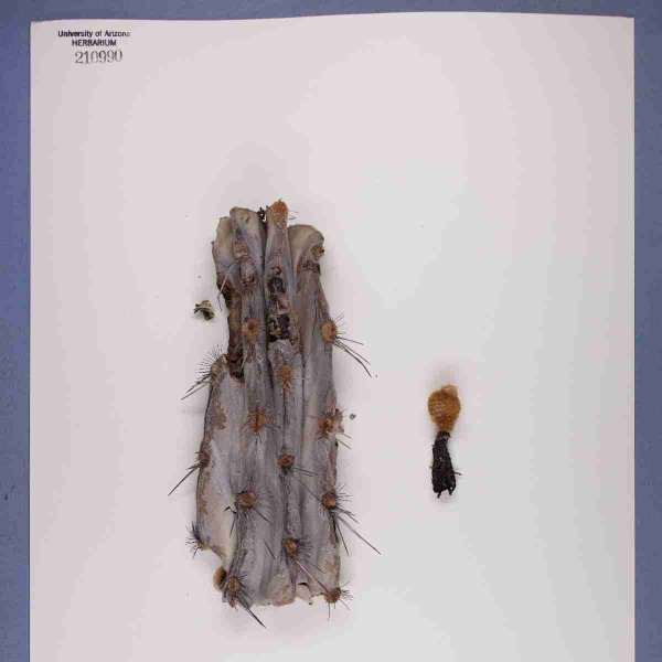 Файл:Pachycereus grandis 21.jpg