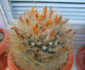 Parodia penicillata 45.JPG
