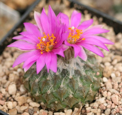 Pelecyphora strobiliformis 2.jpg