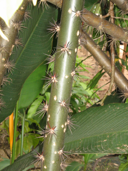 Файл:Pereskia bleo 3.JPG