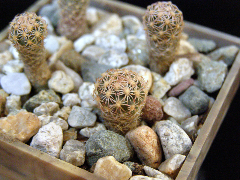 Файл:Sclerocactus intertextus 4.JPG
