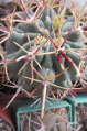 Sclerocactus uncinatus ssp. crassihamatus