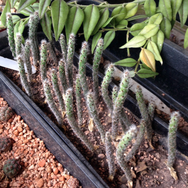 Файл:Tacinga funalis seedlings 2.jpg