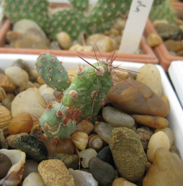 Файл:Tunilla chilensis.jpg