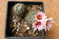Turbinicarpus saueri ssp. saueri 2.JPG