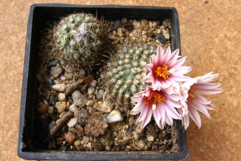 Файл:Turbinicarpus saueri ssp. saueri 2.JPG