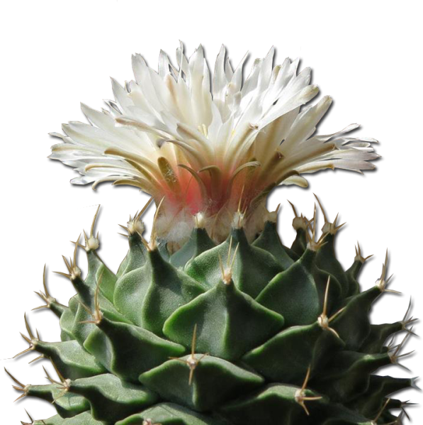 Файл:Месец Ноември.png