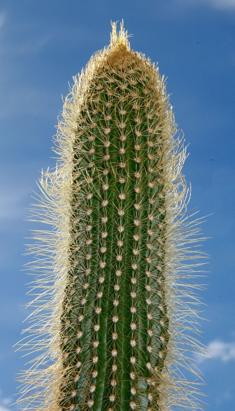 Файл:Arrojadoa marylanae.jpg