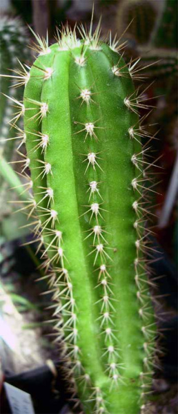 Файл:Browningia pilleifera.jpg