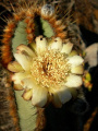 Cipocereus laniflorus 02.JPG