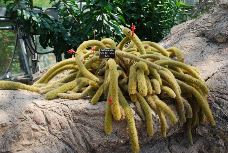 Файл:Cleistocactus winteri 0.jpg