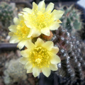 Copiapoa humilis ssp. humilis 2.jpg