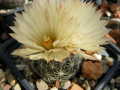 Coryphantha neglecta 1.jpg