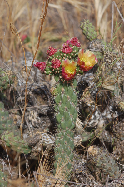 Файл:Cylindropuntia californica var. parkeri.jpg