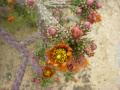 Cylindropuntia versicolor 4.jpg