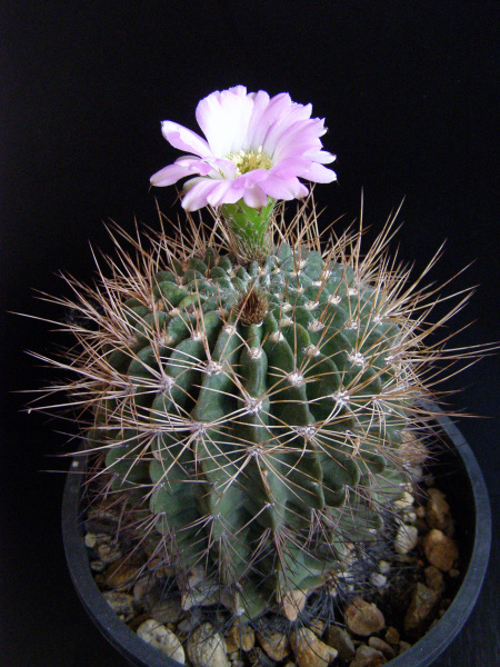 Файл:Echinopsis spiniflora 5.JPG