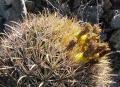 Ferocactus fordii 4h.jpg