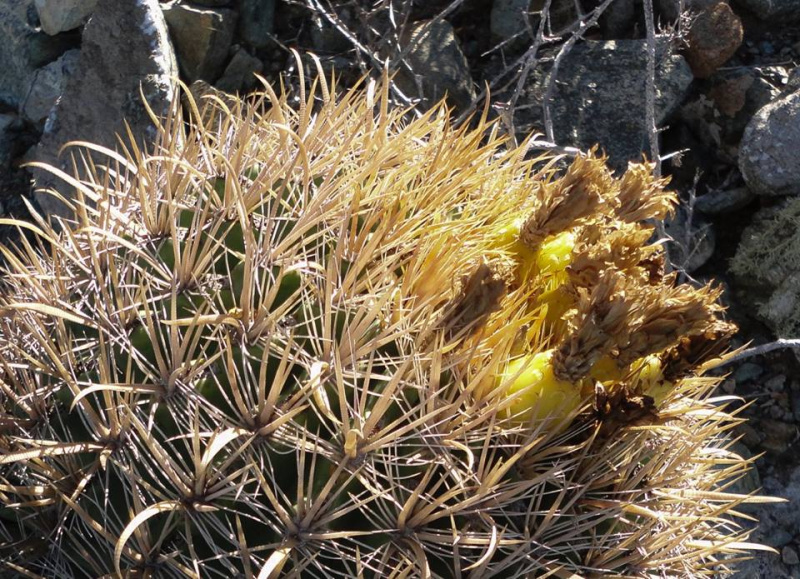 Файл:Ferocactus fordii 4h.jpg