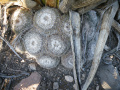 Mammillaria formosa 1280px.jpg