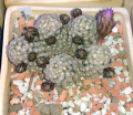Mammillaria theresae 8.jpg