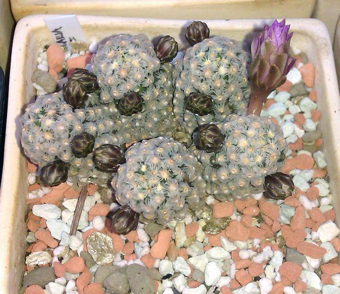 Файл:Mammillaria theresae 8.jpg