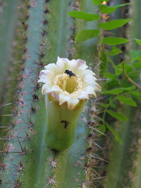 Файл:Pilosocereus pachycladus pernambucoensis 1.jpg