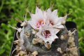 Turbinicarpus schmiedickeanus ssp. schwarzii 4.jpg
