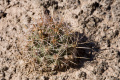Coryphantha robustispina ssp. scheeri 3h.jpg
