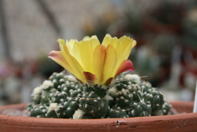 Файл:Cumulopuntia rossiana 1.jpg