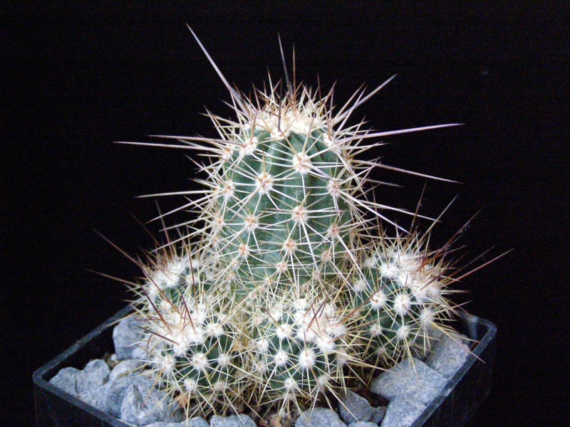 Файл:Echinocereus pacificus.JPG