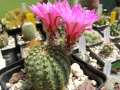 Echinocereus pulchellus ssp. pulchellus 3.jpg