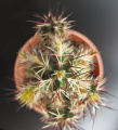 Echinocereus viridiflorus var. davisii.jpg