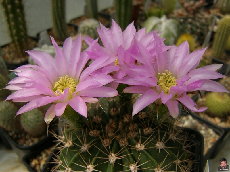 Файл:Echinopsis spiniflora 1.jpg