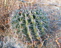 Ferocactus recurvus ssp. greenwoodii 1h.jpg