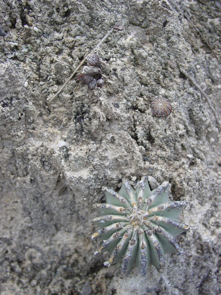 Файл:Geohintonia mexicana 02.jpg