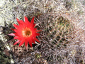 Echinopsis hertrichiana