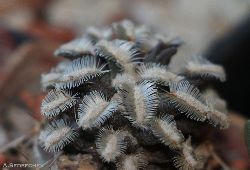 Файл:Mammillaria bertholdii 1.jpg