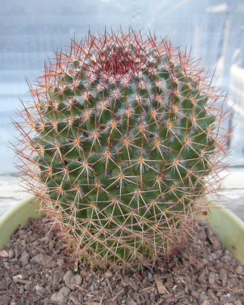 Файл:Mammillaria rhodantha ssp. rhodantha 23.JPG