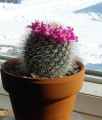 Mammillaria spinosissima 559.JPG