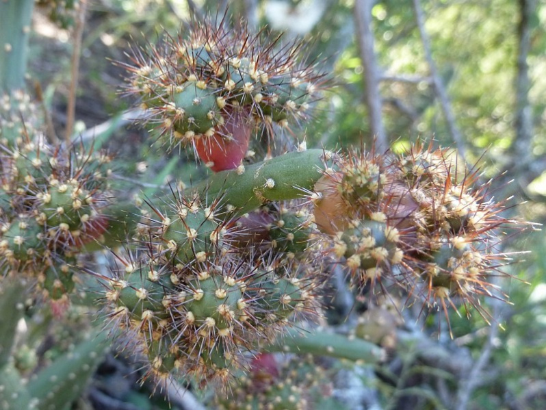 Файл:Opuntia salmiana 3.JPG