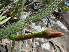 Praecereus saxicola 2.JPG